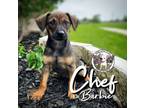 Adopt Chef Barbie a Dachshund, Beagle