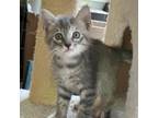 Adopt Vogue a Domestic Short Hair