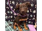 Adopt Zoey a Mixed Breed