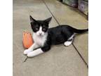 Adopt Swank a Domestic Short Hair