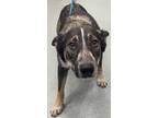 Adopt Betty a Cattle Dog, Mixed Breed