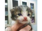 Pepper Domestic Mediumhair Kitten Male