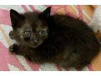 Norbert Domestic Shorthair Kitten Male