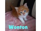 Wonton Domestic Shorthair Kitten Male