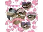 Poptart Domestic Shorthair Kitten Female