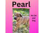 Adopt Pearl (Jasmine pup #8) a Husky, Labrador Retriever