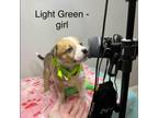 Adopt Light Green Female a Pit Bull Terrier, Australian Shepherd