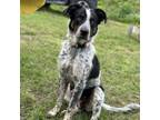 Adopt Tallulah a Australian Cattle Dog / Blue Heeler