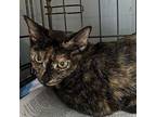 Speckles Domestic Shorthair Young Female