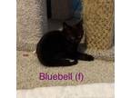 Adopt Bluebell a Domestic Short Hair