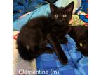 Adopt Clementine a Domestic Short Hair