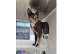 Adopt Avocado a Domestic Short Hair