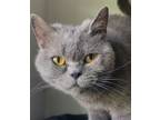 Adopt Lady Catherine a Domestic Short Hair