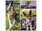 Adopt Dixie a Mixed Breed