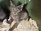 Moby Domestic Shorthair Kitten Male