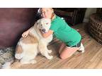 Benjamin Argo Great Pyrenees Adult Male