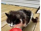 Checkers Domestic Longhair Young Female