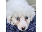 Adopt Chickadee a Mixed Breed