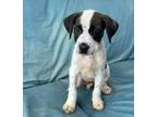 Adopt Dahlia a Mixed Breed