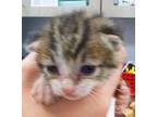 Habanero Domestic Shorthair Kitten Male