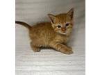 Orion Domestic Shorthair Kitten Male