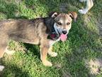 Adopt Addie a Husky, Mixed Breed