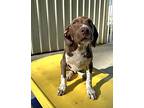 Kane German Shorthaired Pointer Puppy Male