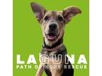 Adopt Laguna a Shepherd