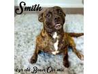 Smith Black Mouth Cur Young Male