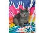 6236 (Clay) Domestic Shorthair Kitten Male