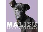 Adopt Malibu a Shepherd