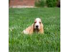 Basset Hound Puppy for sale in Dundee, OH, USA