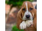 Basset Hound Puppy for sale in Dundee, OH, USA