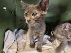 Ozzie Domestic Shorthair Kitten Male