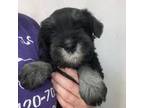 Schnauzer (Miniature) Puppy for sale in Glasco, KS, USA