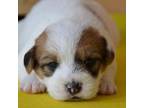 Parson Russell Terrier Puppy for sale in Cerro Gordo, NC, USA