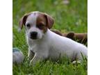 Parson Russell Terrier Puppy for sale in Cerro Gordo, NC, USA