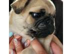 Pug Puppy for sale in Braham, MN, USA