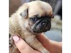 Pug Puppy for sale in Braham, MN, USA