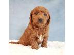 Goldendoodle Puppy for sale in Baltic, OH, USA