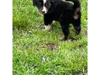 Australian Shepherd Puppy for sale in Unionville, VA, USA