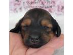 Dachshund Puppy for sale in Boyden, IA, USA