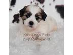 Zuchon Puppy for sale in Boyden, IA, USA