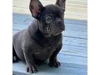 French Bulldog Puppy for sale in Gainesville, FL, USA