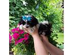 Maltese Puppy for sale in Belding, MI, USA