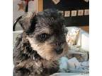 Schnauzer (Miniature) Puppy for sale in Ogema, MN, USA