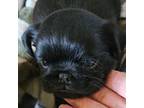 Brussels Griffon Puppy for sale in Bandon, OR, USA