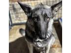 Adopt Aggie CFS# 240039980 a German Shepherd Dog