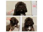 Shih-Poo Puppy for sale in Hickory Hills, IL, USA