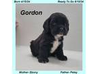 Gordon